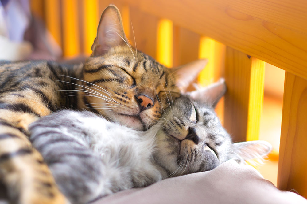 海外で身内が亡くなられた場合、外務省を通じて連絡があります。